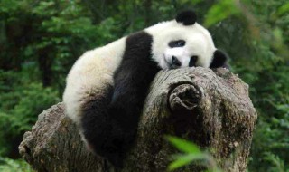 大熊猫的简介 大熊猫的介绍