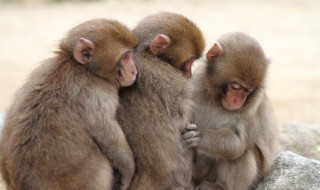 猴哥歌词 猴哥歌曲简介