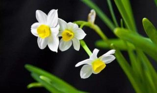 水仙花的资料 关于水仙花的简介