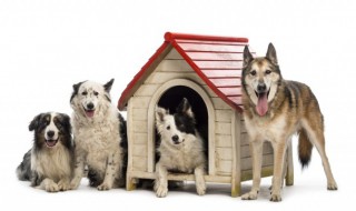 第七条猎狗主要内容 第七条猎狗的简介