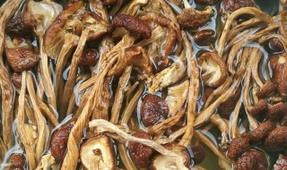 茶树菇如何清洗 茶树菇怎么清洗