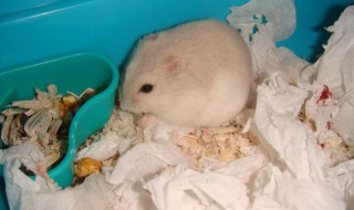 仓鼠有细菌吗 仓鼠是真的有细菌吗