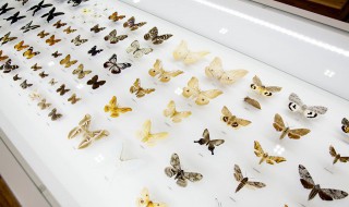 关于蝴蝶的资料 蝴蝶的简介