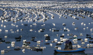 养殖业怎么样 养殖业前景分析