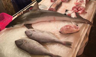 鲨鱼怎么吃 鲨鱼的做法介绍