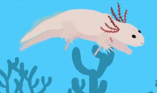 火蝾螈有什么危害 火蝾螈有哪些危害