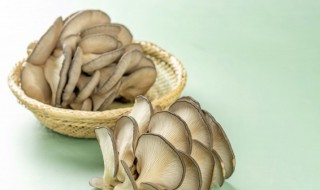 平菇汤的做法大全 平菇汤的烹饪方法