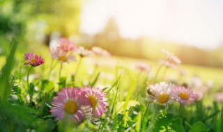 物候是什么意思 物候怎么理解