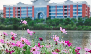 校园美景作文 关于校园美景作文