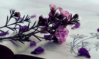 缕缕幽芳的意思 缕缕幽芳解释