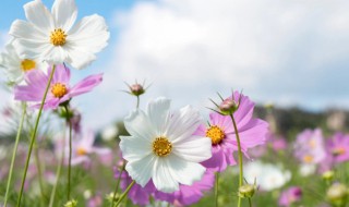 毫不吝啬的意思 毫不吝啬释义