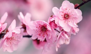 咏梅的意思 咏梅的含义