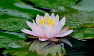 莲花的资料 莲花简介