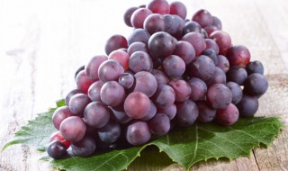 葡萄的资料 有关葡萄的介绍