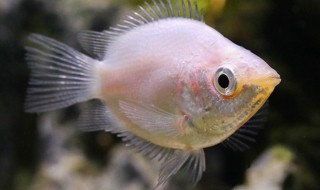 接吻鱼的品种介绍 接吻鱼有哪些品种