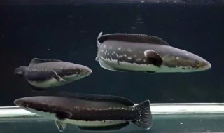 铅笔鱼的品种介绍 铅笔鱼有什么品种