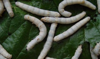 蚕宝宝的知识 蚕的知识介绍