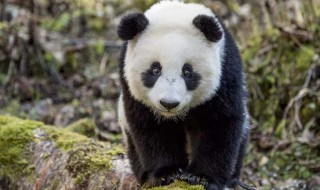 大熊猫如何嬉戏玩耍的 关于大熊猫嬉戏的方式介绍