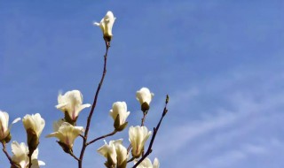 玉兰什么时候开 玉兰花开时间