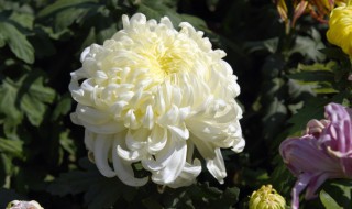 菊花的基本介绍 菊花的相关资料