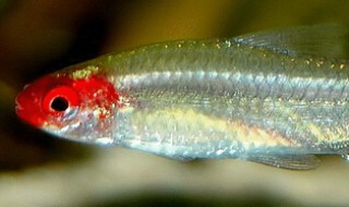 红鼻剪刀的鱼缸摆放位置 红鼻剪刀鱼缸摆放位置