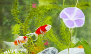 虎皮鱼的鱼缸摆放位置 虎皮鱼的鱼缸放在哪里