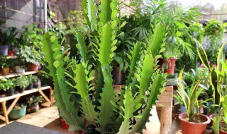 龙骨花在家居中的作用 龙骨花在家居中有什么作用