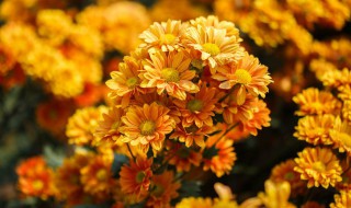 菊花的养护方法 菊花怎么养