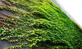 爬山虎的养护方法 爬山虎怎么养