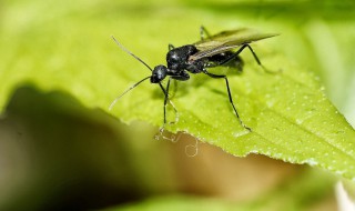 如何驱赶飞蚁 怎么驱赶飞蚁