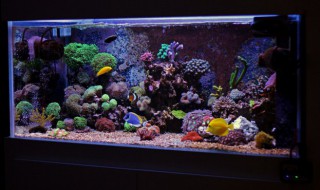 鼠鱼的鱼缸摆放位置 在什么位置摆放鼠鱼的鱼缸好