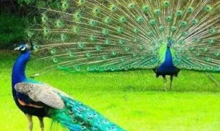 母孔雀到底会开屏吗 母孔雀到底会不会开屏