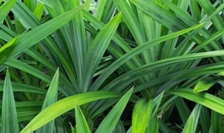 斑斓叶是香茅吗 斑斓叶是不是香茅