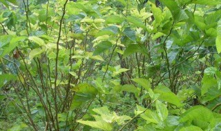 家里能种桑树吗 桑树能种在家里吗