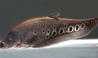 七星刀鱼的鱼缸摆放位置 怎样摆放七星刀鱼的鱼缸