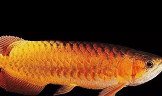 银龙鱼的风水学应用 银龙鱼的风水学应用是什么