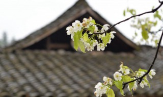 如何介绍清明节 怎么介绍清明节