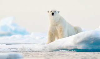 北极熊的哺乳方式是什么 北极熊的哺乳方式介绍