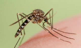 涨水蚊怎么处理 水蚁广布那些地区