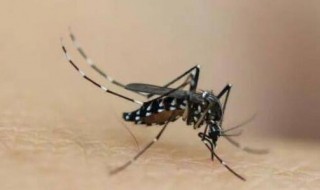 蚊子怎么发现人在哪 蚊子如何发现人在哪