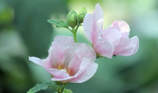 芙蓉花叶插方法 怎么叶插芙蓉花