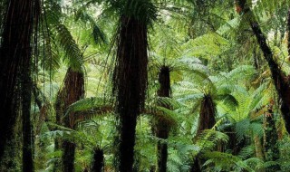 热带雨林长什么样 热带雨林介绍