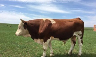 牛爱吃的食物 牛爱吃的食物有什么