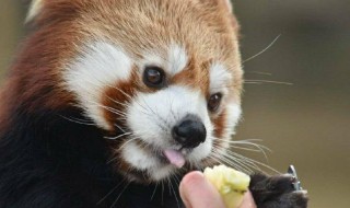 小熊猫和小浣熊一样吗 小熊猫和小浣熊区别介绍