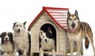 狗怎么喂养 狗如何喂养