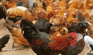 怎么养土鸡 如何养土鸡