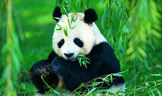 大熊猫简介绍 大熊猫简介介绍