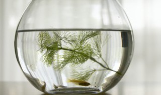 鱼怎么养殖 鱼的养殖方法