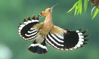 戴胜鸟为什么是禁鸟 戴胜鸟为啥是禁鸟