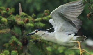 夜游是什么样的鸟 夜鹭简介